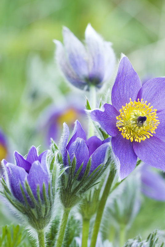 东方白头翁 (Pulsatilla patens) - II